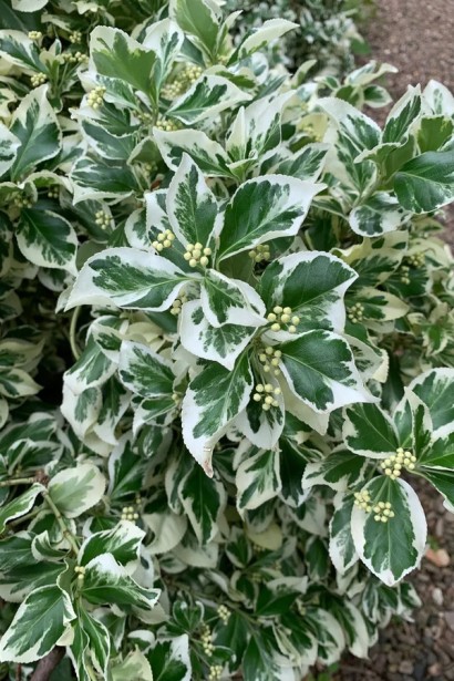 Бруслина форчуна Сільвер Квін і Бруслина японська Ауреомаргіната на штамбі | Euonymus fortune Silver Queen  and Japanese Aureomarginata on shtambe | Бересклет форчуна Сильвер Квин и Бересклет японский Ауреомаргината на штамбе